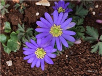 5af4a47e-20170302 RI Anemona.jpg